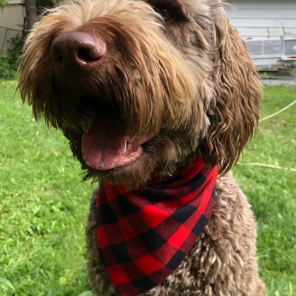*NWOT* Medium Buffalo Plaid Dog Bandana, Flannel